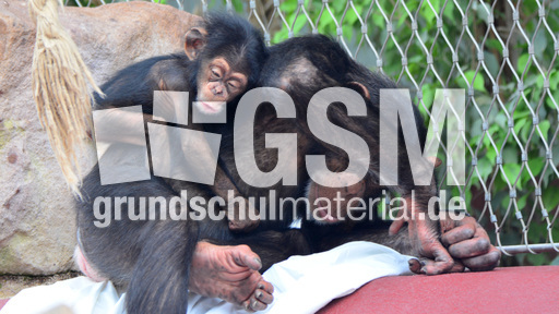 Schimpanse_1 (6).jpg